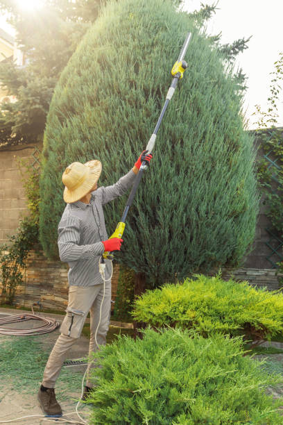 Trusted Maple Valley, WA Tree Service Experts